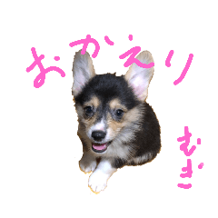 コーギー!むぎちゃんです!