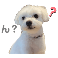 ココくんの日常