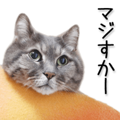 やる気のないニャンコ（写真）