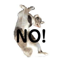 ハチワレ　猫　クレア2