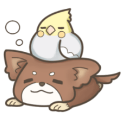 チワワとオカメインコの日常