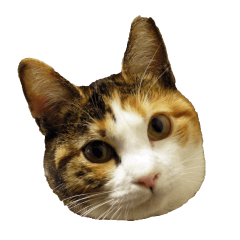 みけねこのきもち