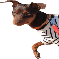 ミニピンこむぎのスタンプ ③