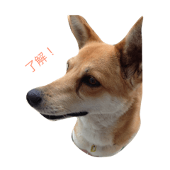 雑種のらんちゃん