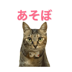 麦わら猫りん