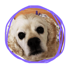 アメコカのミッシェルです!