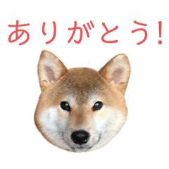 柴犬の元(げん)ちゃん