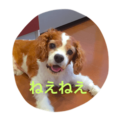 キャバリアキョロくん