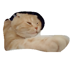 ウチのペットとかいろいろ