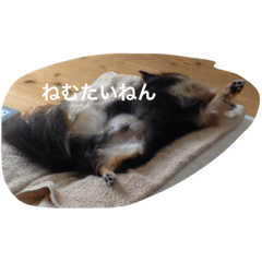 我が愛犬チワワ