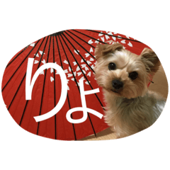 ヨーキー毎日のご挨拶