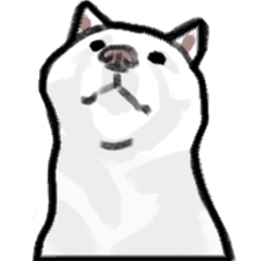 white Shiba Little Bear