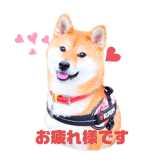 柴犬くるみだよ