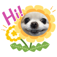 チワワのミルキー②