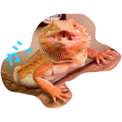 フトアゴヒゲトカゲのかわい子ちゃん