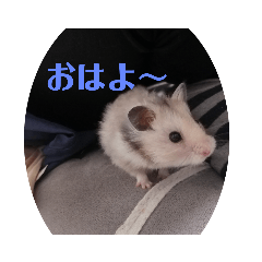 尊すぎハムスターたまを様