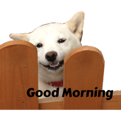 柴犬ゆきちゃんと三毛猫はるちゃん