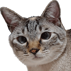 僕の名前はふくちゃん