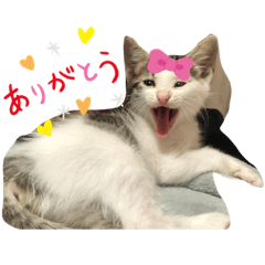 猫ちゃん最高だね！！