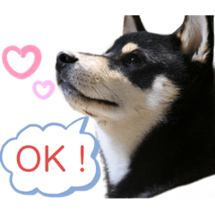 黒柴ライチのきもち