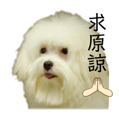 Molly_20210826024438