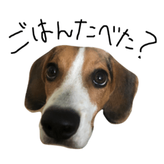 ビーグルで日常スタンプ
