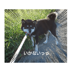 黒柴かんちゃん