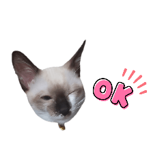 ネコまみれな日々～1日目～