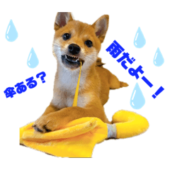 やんちゃベイビー豆柴あずき