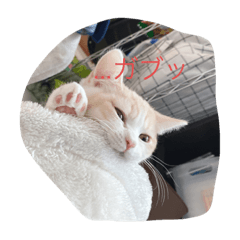 にゃんにゃんねこです