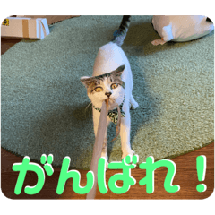 だいふく(猫)スタンプ2