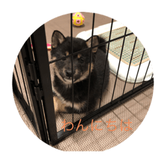 豆柴  もこ  LINEスタンプ