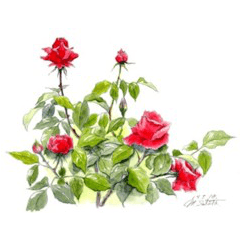 Handwritten rose bouquet