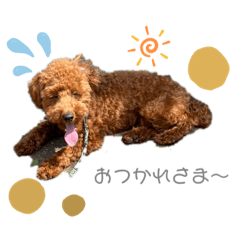 わんわんぱらだいすす