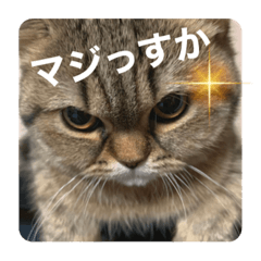 きなちゃんの日常〜