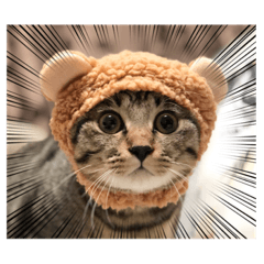 うちのねこ。〜テテ＆かつお〜