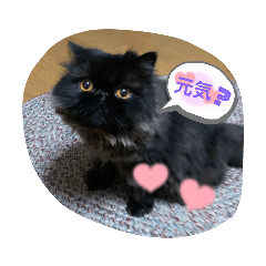 ペルシャ猫のライナ