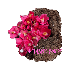 やまガール発見！シリーズ【お花編】