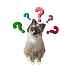 政宗猫スタンプNo.1