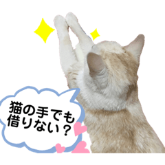 うちの子スタンプ ちっぷ