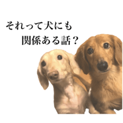 犬猫ハムスター時々鳥