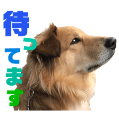 愛犬テツの日常　その3