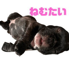 はくちゃんまん！