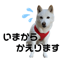 愛犬ここちゃん②