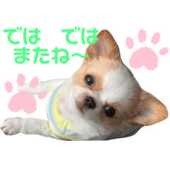 チワワのモカイヴ3