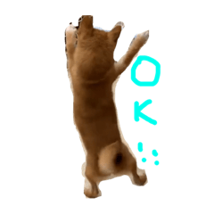 豆柴もなかちゃん