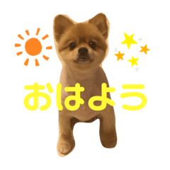 ポメラニアン のレオンたん