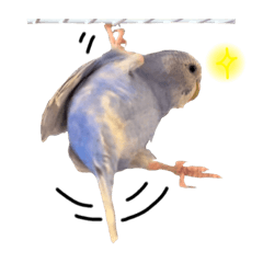 セキセイインコ(スパングル)