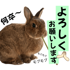 チャッピーの日常②