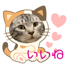 ねこのこはく君スタンプ